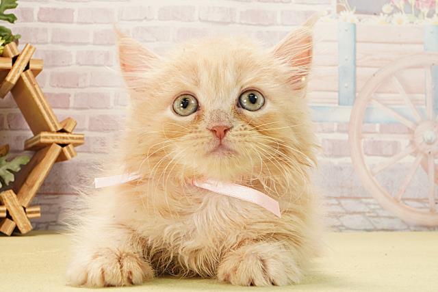 愛知県のミヌエット (Coo&RIKU豊橋店/2026年2月8日生まれ/女の子/クリームタビー)の子猫の1枚目の画像