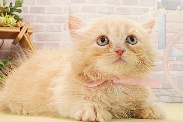 愛知県のミヌエット (Coo&RIKU豊橋店/2026年2月8日生まれ/女の子/クリームタビー)の子猫の2枚目の画像