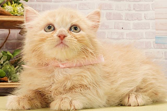 愛知県のミヌエット (Coo&RIKU豊橋店/2026年2月8日生まれ/女の子/クリームタビー)の子猫の3枚目の画像