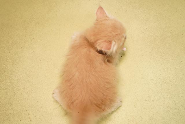 愛知県のミヌエット (Coo&RIKU豊橋店/2026年2月8日生まれ/女の子/クリームタビー)の子猫の4枚目の画像