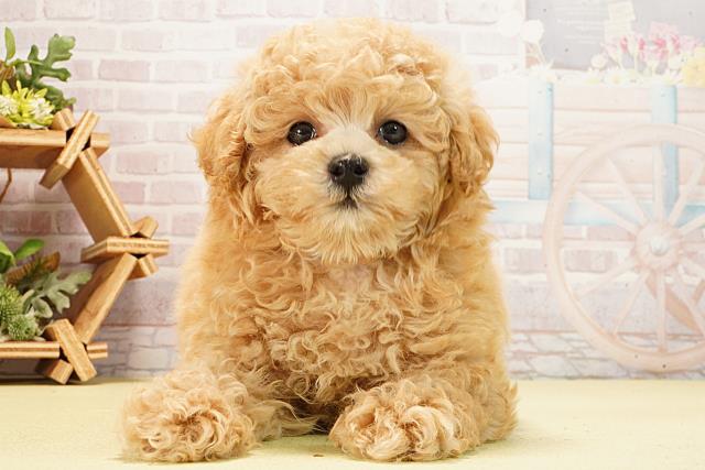 愛知県のトイプードル(トイ) (Coo&RIKU瀬港線守山店/2026年2月15日生まれ/男の子/オレンジフォーン)の子犬の1枚目の画像