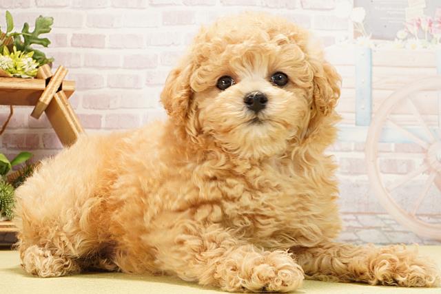 愛知県のトイプードル(トイ) (Coo&RIKU瀬港線守山店/2026年2月15日生まれ/男の子/オレンジフォーン)の子犬の2枚目の画像