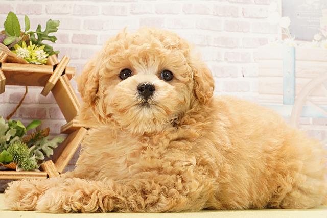 愛知県のトイプードル(トイ) (Coo&RIKU瀬港線守山店/2026年2月15日生まれ/男の子/オレンジフォーン)の子犬の3枚目の画像