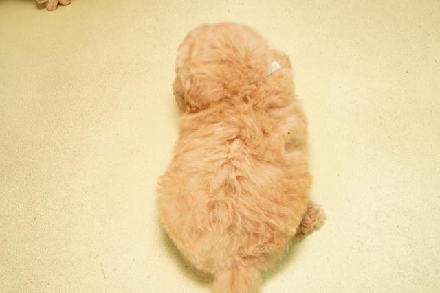 愛知県のトイプードル(トイ) (Coo&RIKU瀬港線守山店/2026年2月15日生まれ/男の子/オレンジフォーン)の子犬の4枚目の画像