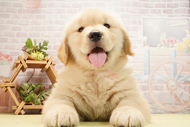 ゴールデン・レトリバー