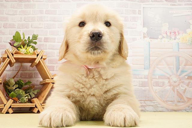 ゴールデン・レトリバー