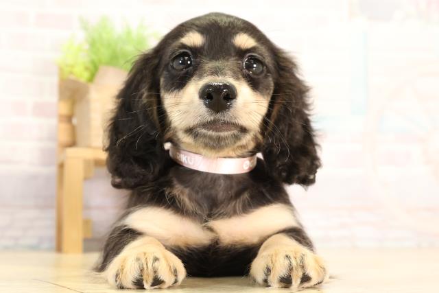 愛知県のミニチュアダックスフンド(ロング) (Coo&RIKU東海店/2026年2月13日生まれ/女の子/ブラックイエロー)の子犬の1枚目の画像