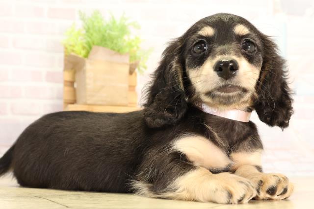 愛知県のミニチュアダックスフンド(ロング) (Coo&RIKU東海店/2026年2月13日生まれ/女の子/ブラックイエロー)の子犬の2枚目の画像