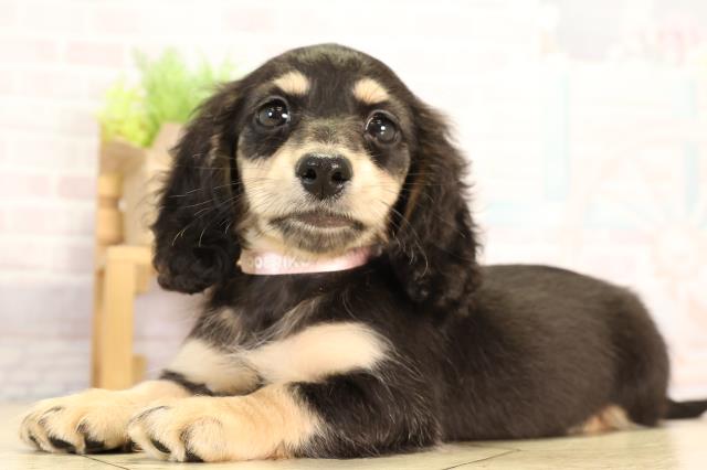 愛知県のミニチュアダックスフンド(ロング) (Coo&RIKU東海店/2026年2月13日生まれ/女の子/ブラックイエロー)の子犬の3枚目の画像