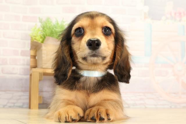 三重県のミニチュアダックスフンド(ロング) (Coo&RIKU四日市店/2026年2月10日生まれ/男の子/レッド)の子犬の1枚目の画像