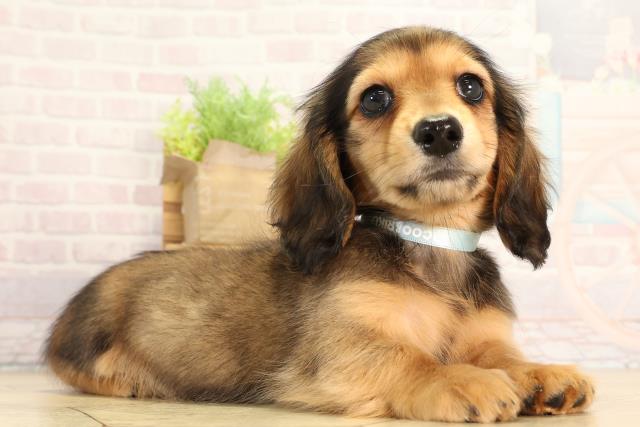 三重県のミニチュアダックスフンド(ロング) (Coo&RIKU四日市店/2026年2月10日生まれ/男の子/レッド)の子犬の2枚目の画像