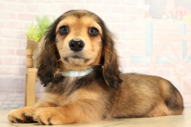 三重県のミニチュアダックスフンド(ロング) (Coo&RIKU四日市店/2026年2月10日生まれ/男の子/レッド)の子犬の3枚目の画像