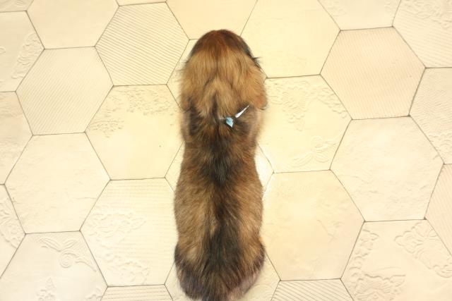 三重県のミニチュアダックスフンド(ロング) (Coo&RIKU四日市店/2026年2月10日生まれ/男の子/レッド)の子犬の4枚目の画像