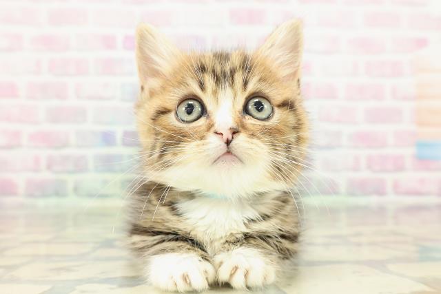 東京都のマンチカン (Coo&RIKU三軒茶屋店/2026年2月14日生まれ/男の子/ブラウンタビーホワイト)の子猫の1枚目の画像