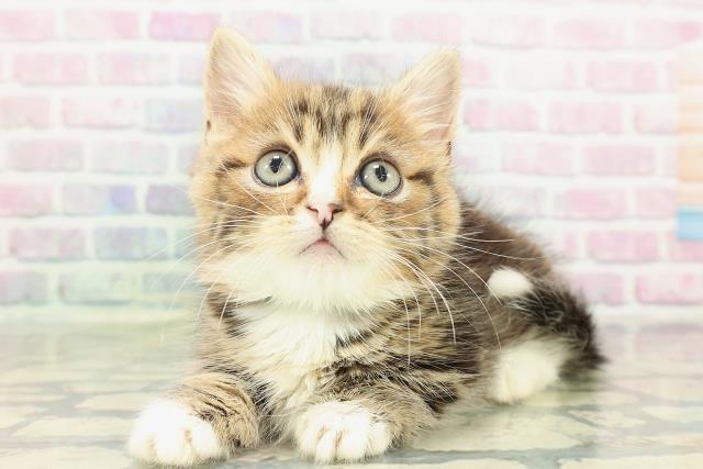 東京都のマンチカン (Coo&RIKU三軒茶屋店/2026年2月14日生まれ/男の子/ブラウンタビーホワイト)の子猫の2枚目の画像