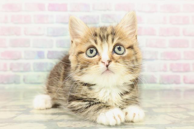 東京都のマンチカン (Coo&RIKU三軒茶屋店/2026年2月14日生まれ/男の子/ブラウンタビーホワイト)の子猫の3枚目の画像