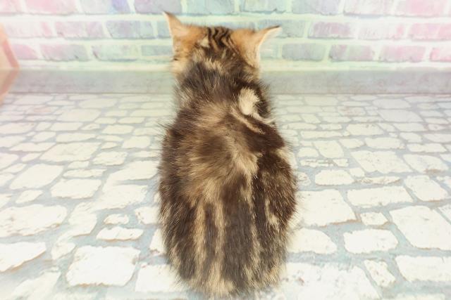 東京都のマンチカン (Coo&RIKU三軒茶屋店/2026年2月14日生まれ/男の子/ブラウンタビーホワイト)の子猫の4枚目の画像