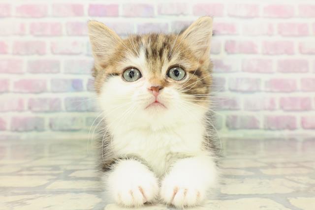 マンチカン（長足）