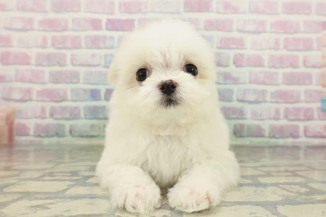 埼玉県のチワマル/マルチワ(チワワ×マルチーズ) (Coo&RIKU岩槻店/2026年2月13日生まれ/女の子/ホワイト)の子犬の1枚目の画像