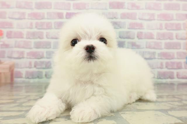 埼玉県のチワマル/マルチワ(チワワ×マルチーズ) (Coo&RIKU岩槻店/2026年2月13日生まれ/女の子/ホワイト)の子犬の2枚目の画像