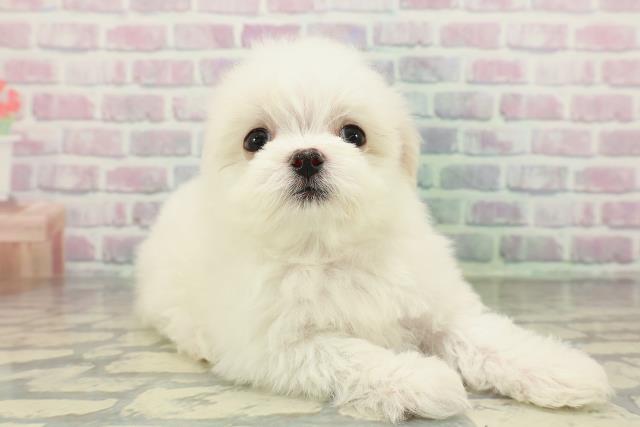 埼玉県のチワマル/マルチワ(チワワ×マルチーズ) (Coo&RIKU岩槻店/2026年2月13日生まれ/女の子/ホワイト)の子犬の3枚目の画像