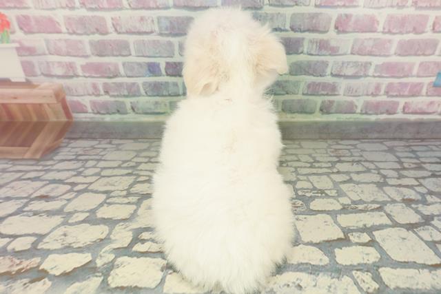 埼玉県のチワマル/マルチワ(チワワ×マルチーズ) (Coo&RIKU岩槻店/2026年2月13日生まれ/女の子/ホワイト)の子犬の4枚目の画像