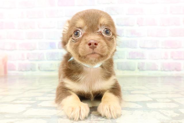 青森県のチワワ(ロング) (Coo&RIKU八戸店/2026年2月15日生まれ/男の子/チョコレートタン)の子犬