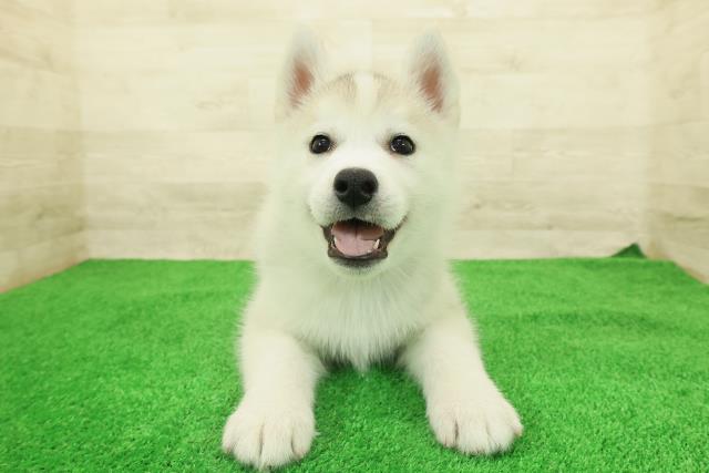 シベリアンハスキー