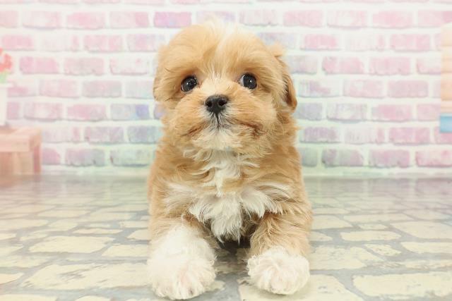 東京都のマルプー(マルチーズ×プードル) (Coo&RIKU新宿三丁目店/2026年2月16日生まれ/男の子/アプリコットホワイト)の子犬の1枚目の画像