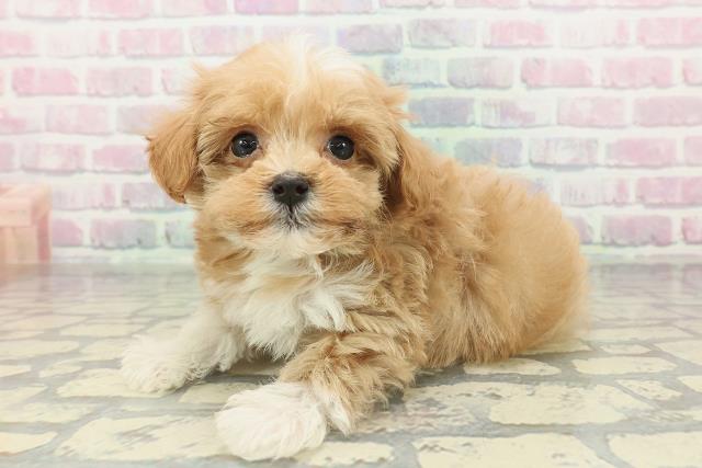 東京都のマルプー(マルチーズ×プードル) (Coo&RIKU新宿三丁目店/2026年2月16日生まれ/男の子/アプリコットホワイト)の子犬の2枚目の画像