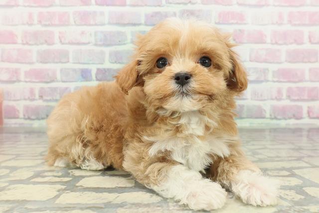 東京都のマルプー(マルチーズ×プードル) (Coo&RIKU新宿三丁目店/2026年2月16日生まれ/男の子/アプリコットホワイト)の子犬の3枚目の画像