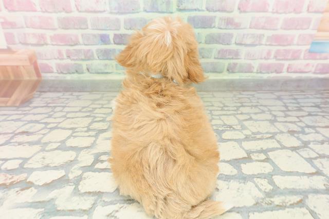 東京都のマルプー(マルチーズ×プードル) (Coo&RIKU新宿三丁目店/2026年2月16日生まれ/男の子/アプリコットホワイト)の子犬の4枚目の画像