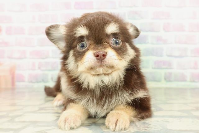 山形県のチワワ(ロング) (Coo&RIKU山形店/2026年2月12日生まれ/男の子/チョコレートタン)の子犬