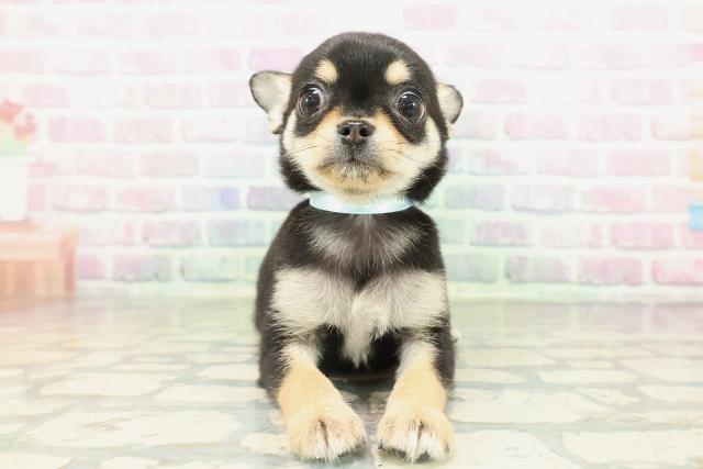 北海道のチワワ(ロング) (Coo&RIKU札幌東店/2026年2月12日生まれ/男の子/ブラックタン)の子犬