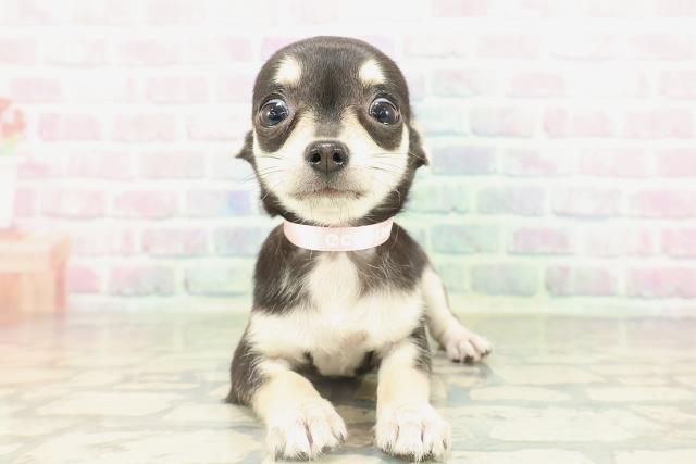 宮城県のチワワ(スムース) (Coo&RIKU仙台太白店/2026年2月12日生まれ/女の子/ブラックタンホワイト)の子犬