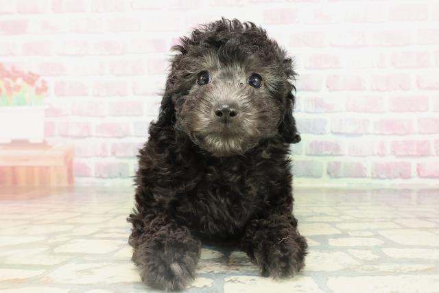 トイ・プードル