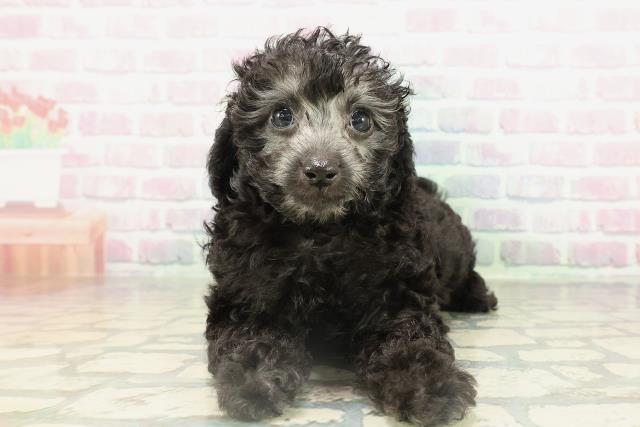 トイ・プードル