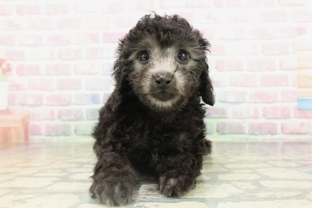 愛媛県のトイプードル(トイ) (Coo&RIKU愛媛松山店/2026年2月16日生まれ/女の子/シルバー)の子犬