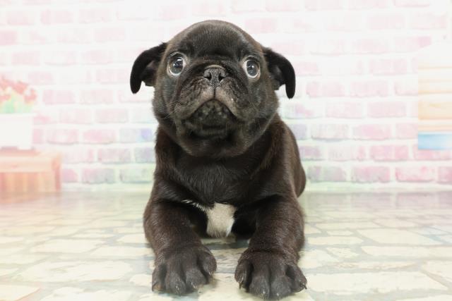 沖縄県のパグ (Coo&RIKUイオン北谷店/2026年2月16日生まれ/男の子/ブラック)の子犬