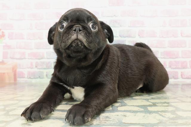 沖縄県のパグ (Coo&RIKUイオン北谷店/2026年2月16日生まれ/男の子/ブラック)の子犬の2枚目の画像