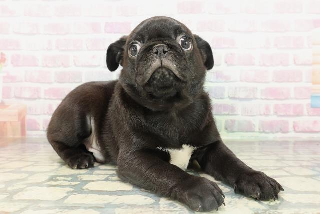 沖縄県のパグ (Coo&RIKUイオン北谷店/2026年2月16日生まれ/男の子/ブラック)の子犬の3枚目の画像