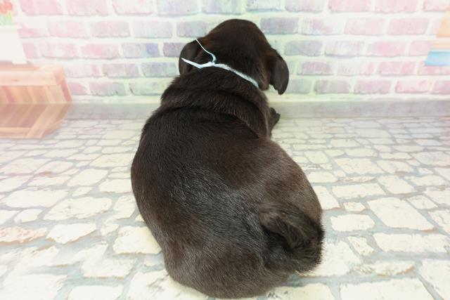 沖縄県のパグ (Coo&RIKUイオン北谷店/2026年2月16日生まれ/男の子/ブラック)の子犬の4枚目の画像