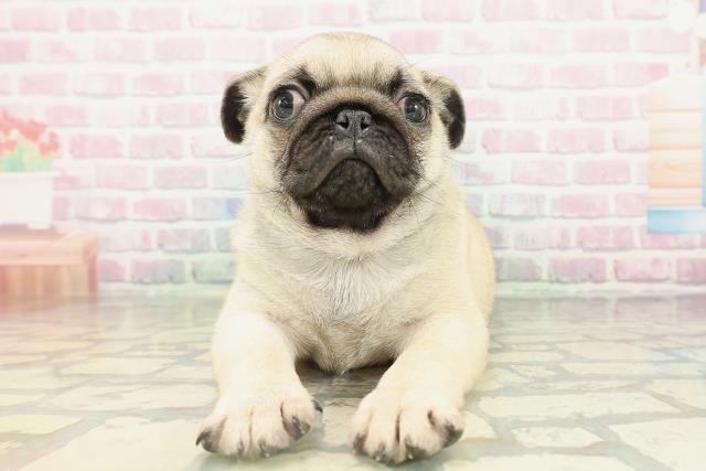 東京都のパグ (Coo&RIKU池袋西口店/2026年2月16日生まれ/男の子/フォーン)の子犬の1枚目の画像