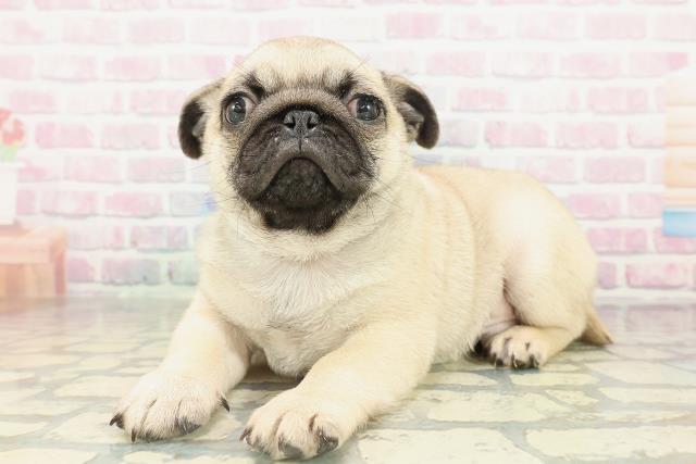 東京都のパグ (Coo&RIKU池袋西口店/2026年2月16日生まれ/男の子/フォーン)の子犬の2枚目の画像