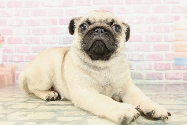 東京都のパグ (Coo&RIKU池袋西口店/2026年2月16日生まれ/男の子/フォーン)の子犬の3枚目の画像