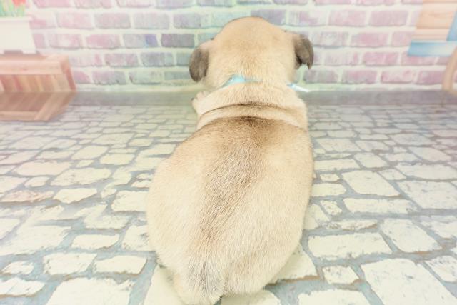 東京都のパグ (Coo&RIKU池袋西口店/2026年2月16日生まれ/男の子/フォーン)の子犬の4枚目の画像