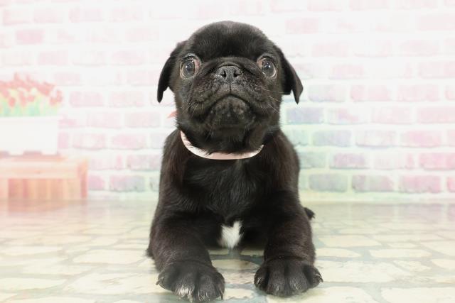 東京都のパグ (Coo&RIKU三軒茶屋店/2026年2月16日生まれ/女の子/ブラック)の子犬の1枚目の画像