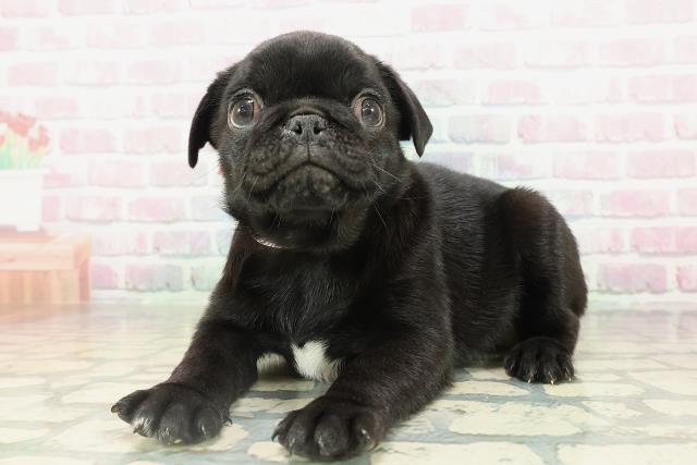 東京都のパグ (Coo&RIKU三軒茶屋店/2026年2月16日生まれ/女の子/ブラック)の子犬の2枚目の画像