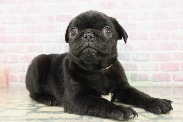 東京都のパグ (Coo&RIKU三軒茶屋店/2026年2月16日生まれ/女の子/ブラック)の子犬の3枚目の画像