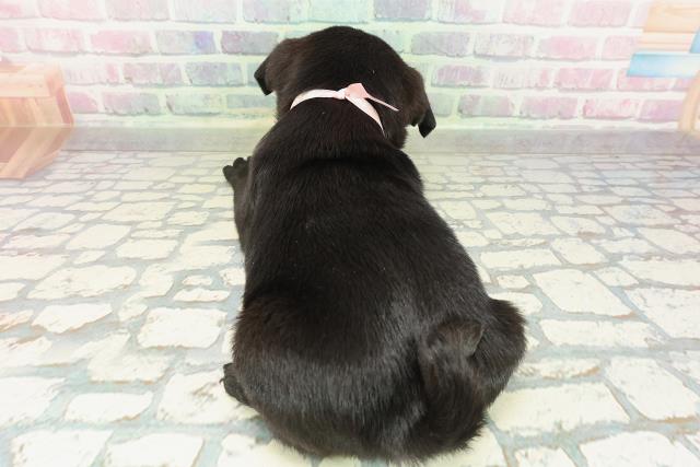 東京都のパグ (Coo&RIKU三軒茶屋店/2026年2月16日生まれ/女の子/ブラック)の子犬の4枚目の画像